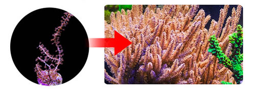Certified Captive Grown Coral