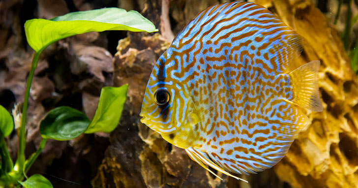 LiveAquaria.com Freshwater Diver's Den® Quarantine Procedures for Fish