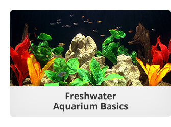 Freshwater Aquarium Basics