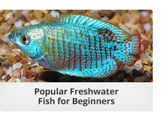 Freshwater Fish for Beginners