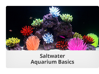 Saltwater Aquarium Basics