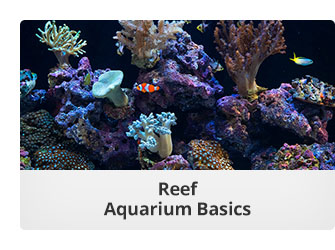 Reef Aquarium Basics