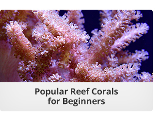 Corals for Beginners