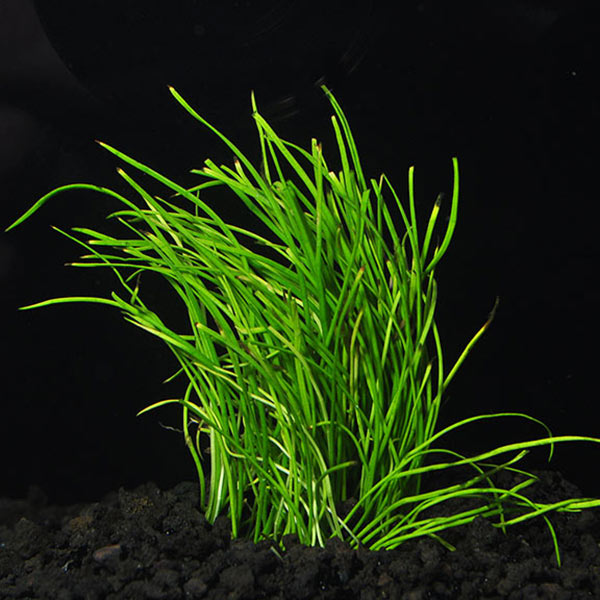 Aquatic Plant Basics