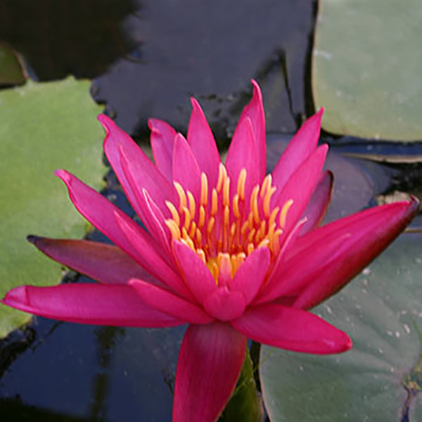 Tropical Water Lilies