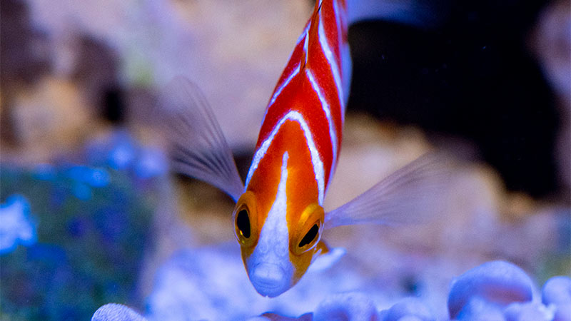 Peppermint Angelfish