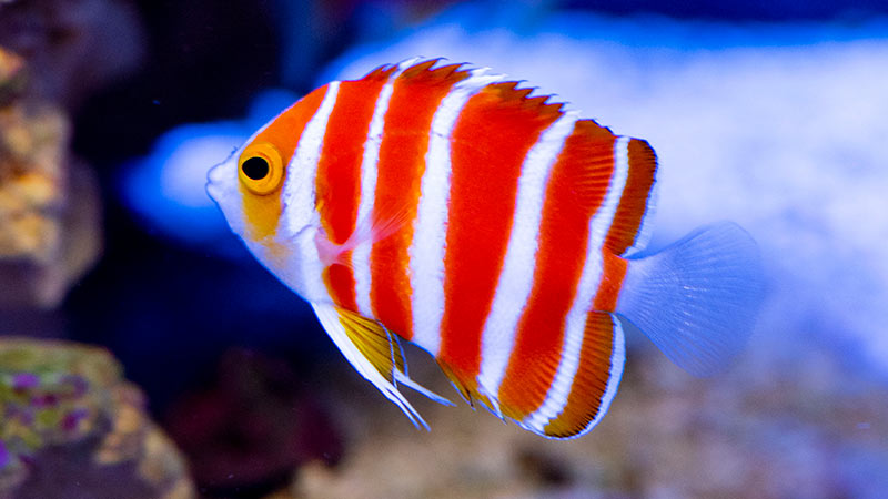 Peppermint Angelfish