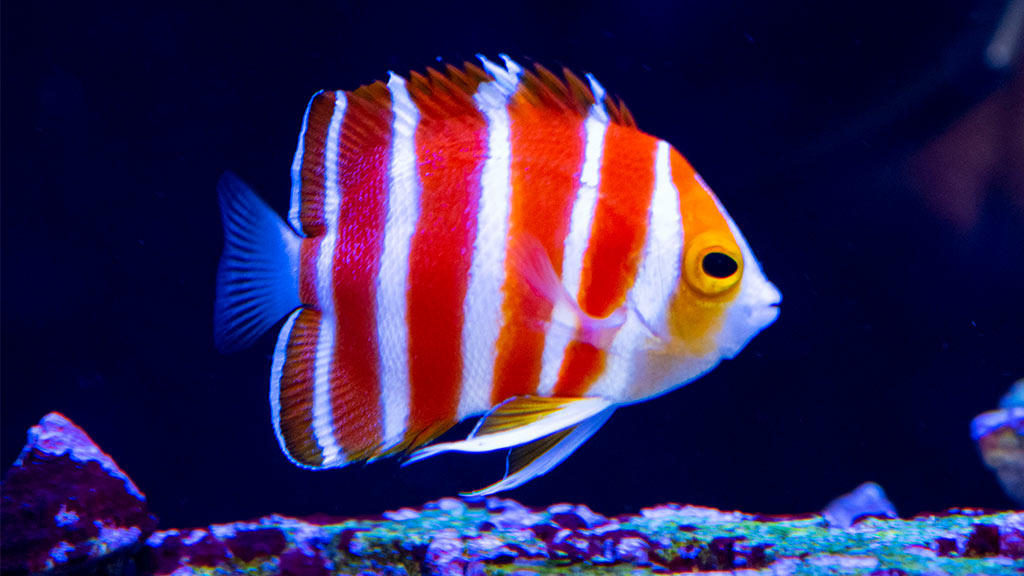 Peppermint Angelfish