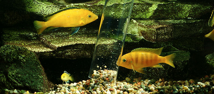 Articles About Aquarium Maintenance