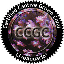 Certified Captive Grown Coral