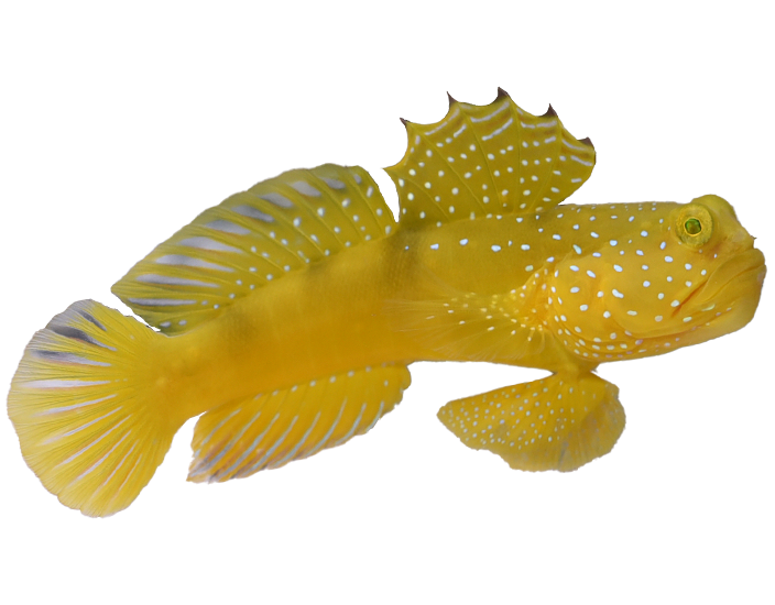 Team Saltwater vs. Team Freshwater