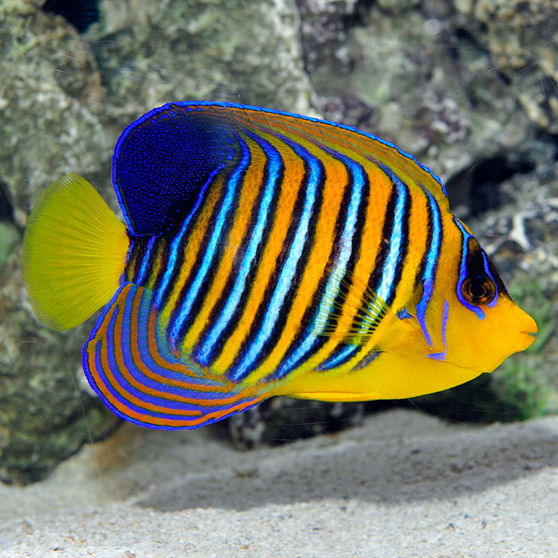 Large Marine Angelfish
