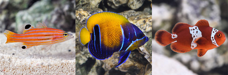 Quarantine Procedures for Marine Fish