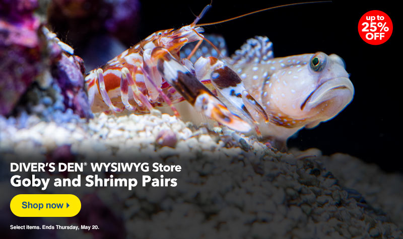 Diver's Den Shrimp/Goby