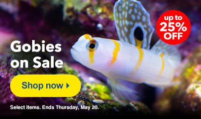 Marine Fish Sale