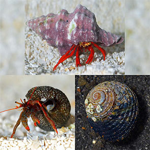 Marine Inverts