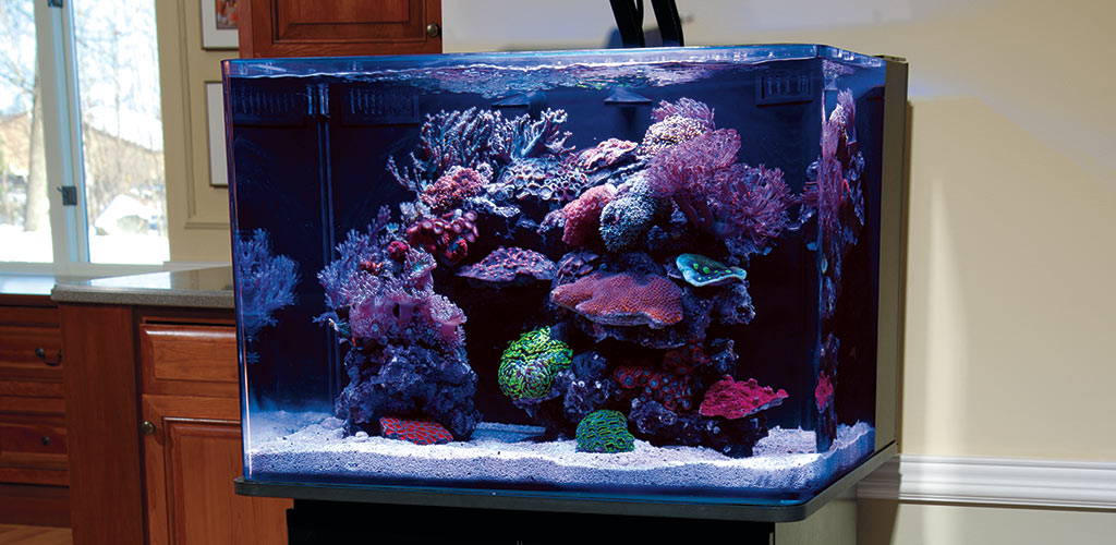 the reef aquarium