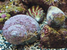 Stocking Your Saltwater Aquarium