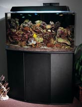 Stocking Your Saltwater Aquarium