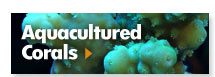 Aquacultured Corals