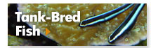 Tank-Bred Fish