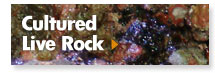Cultured Live Rock