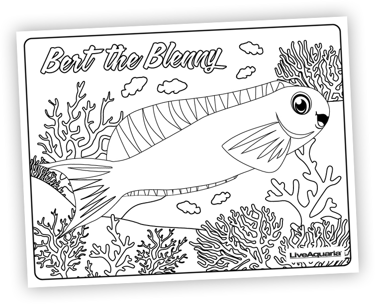 Bert the Blenny Coloring Page