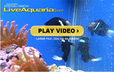 captive breeding of the