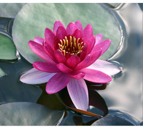 Pond Plants