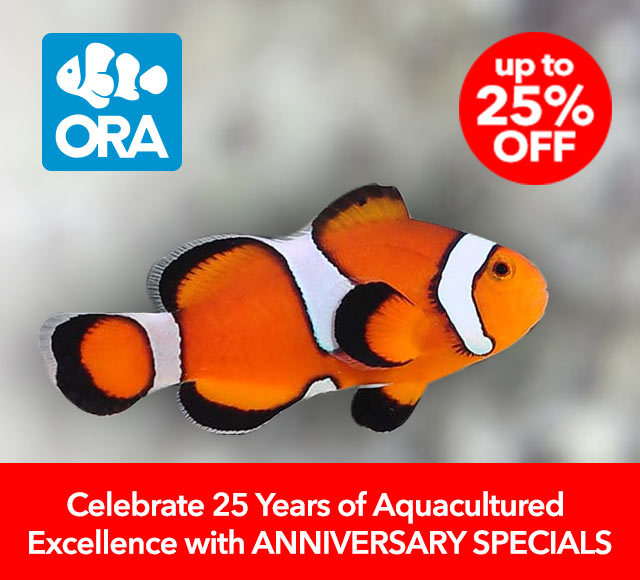 ORA Anniversary Sale