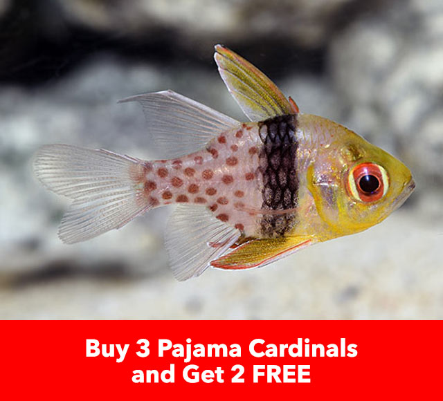 Pajama Cardinalfish