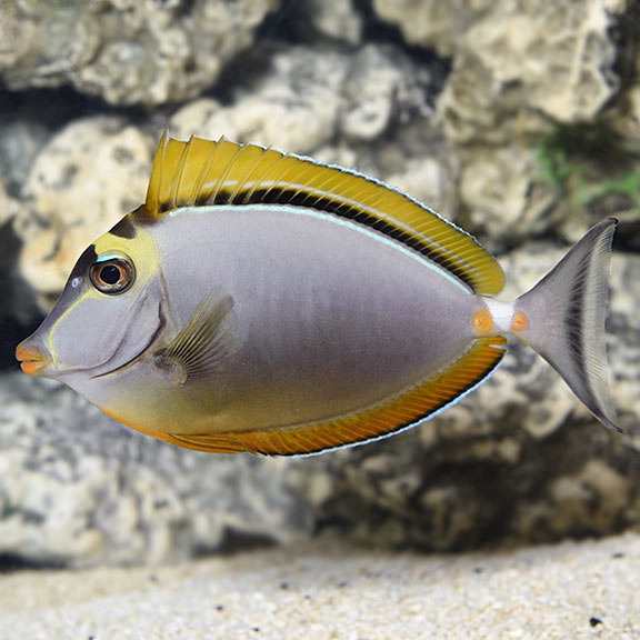 Blonde Naso Tang