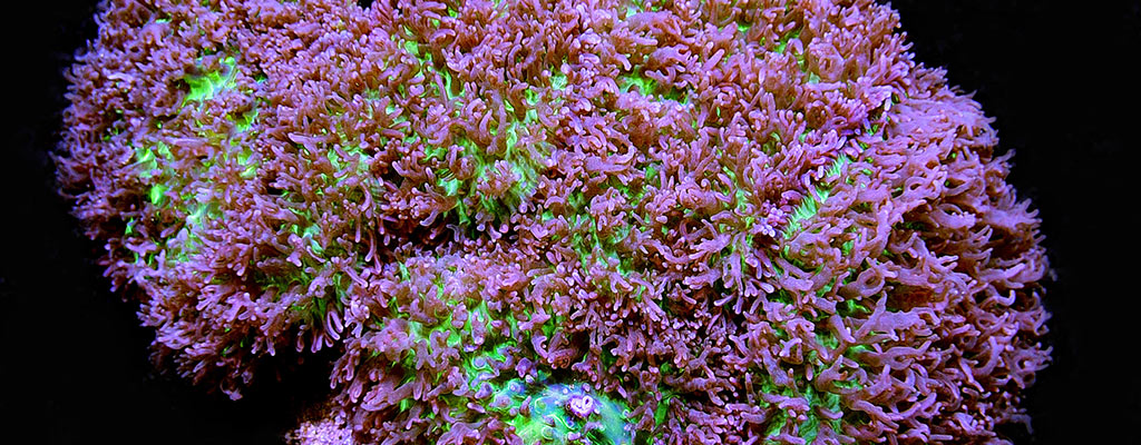 New Reef Aquarium Stocking Guide: Popular Corals for Beginners