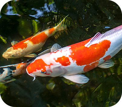 Koi Fish