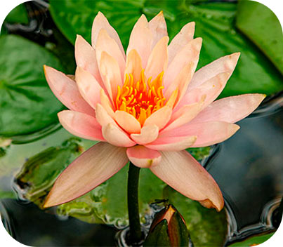 Live Plants for Your Pond