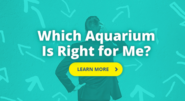 Which Aquarium is right for me?