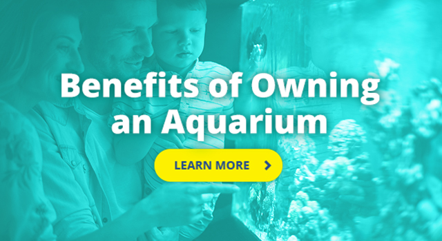 Benefits of owning an aquarium