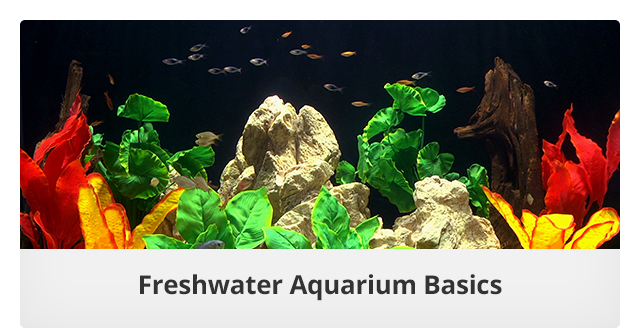 Freshwater Aquarium Basics