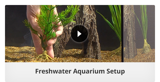 Freshwater Aquarium Setup