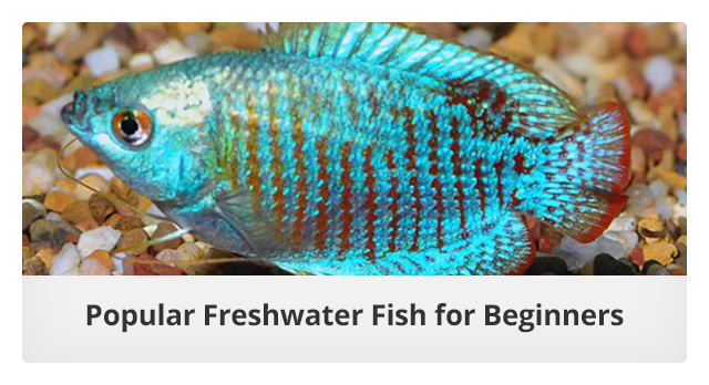 Popular Freshwater Fish