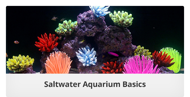 Saltwater Aquarium Basics