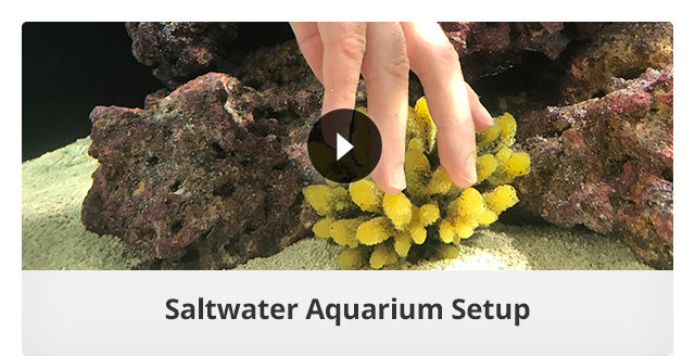 Saltwater Aquarium Setup