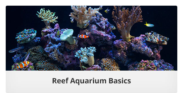 Reef Aquarium Basics