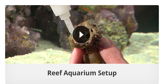 Reef Aquarium Setup