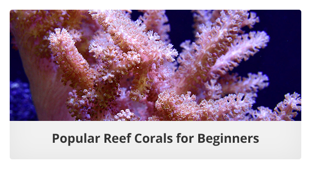 Popular Corals