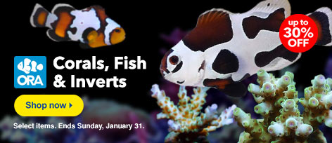 ORA Fish, Coral, and Inverts up to 30% off