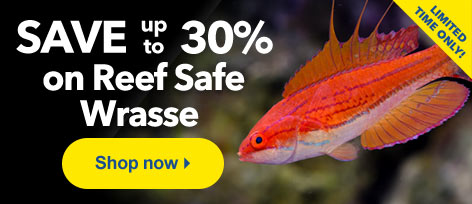 Save up to 30% on Reef Safe Wrasse