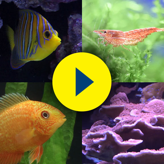 liveaquaria quality aquarium fish