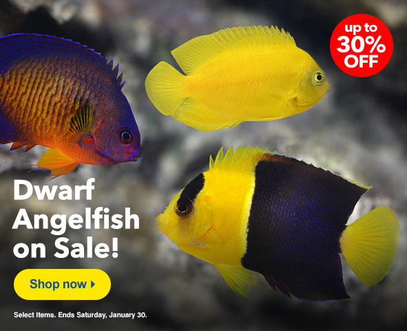 Dwarf Angelfish up to 30% Off