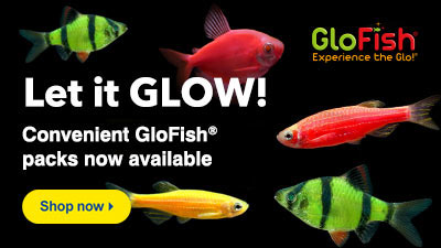 GloFish